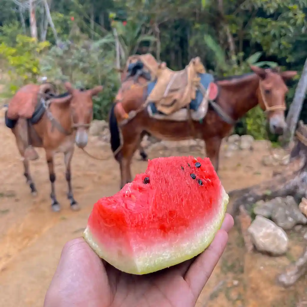 Lost-City-Trek-Excursion-a-la-Ciudad-Perdida-de-3-dias-6.webp