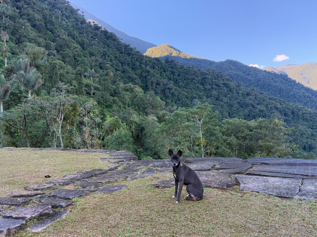 Afbeelding #5 van CNQ