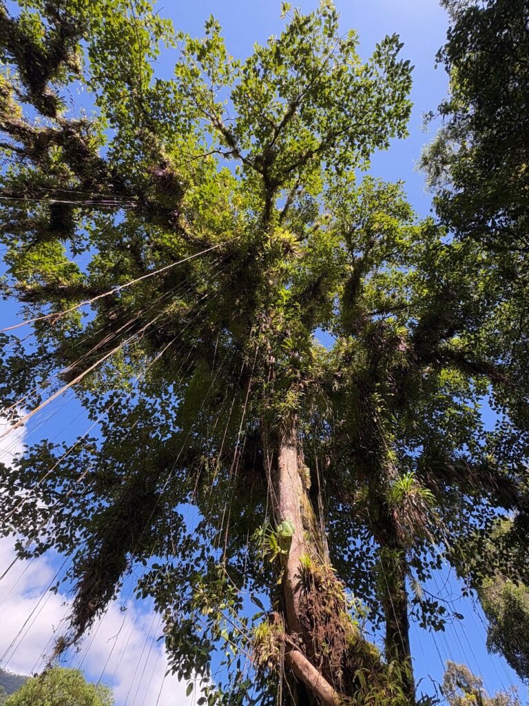 Afbeelding #7 van CNQ