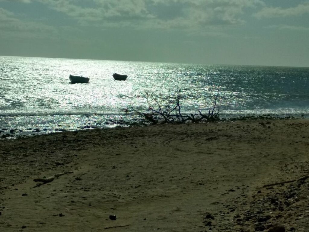 Afbeelding #8 van Rocio J